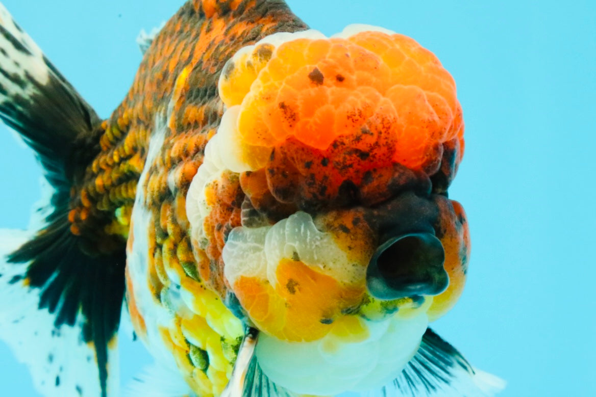 GIANT SUPER AAA Grade Godzilla Kirin Calico Oranda Male 6.5-7 inches #030626OR_06