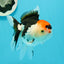 A Grade Crown Tricolor Oranda Female 5 inches #0607OR_01