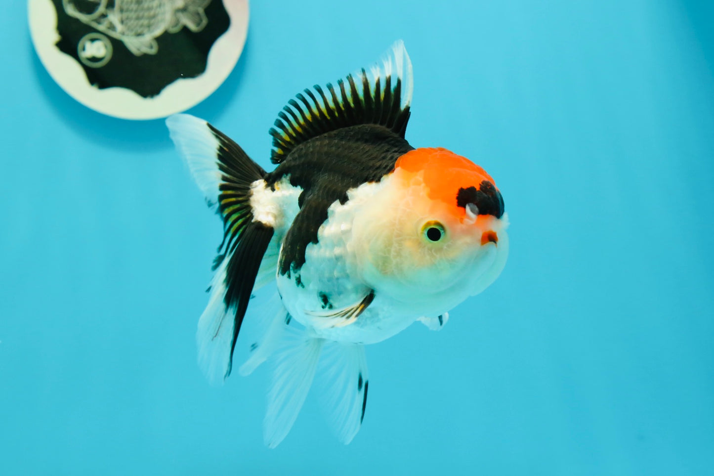 A Grade Crown Tricolor Oranda Female 5 inches #0607OR_01