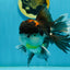 A Grade Tricolor Oranda Male 5.5 inches #120624OR_06