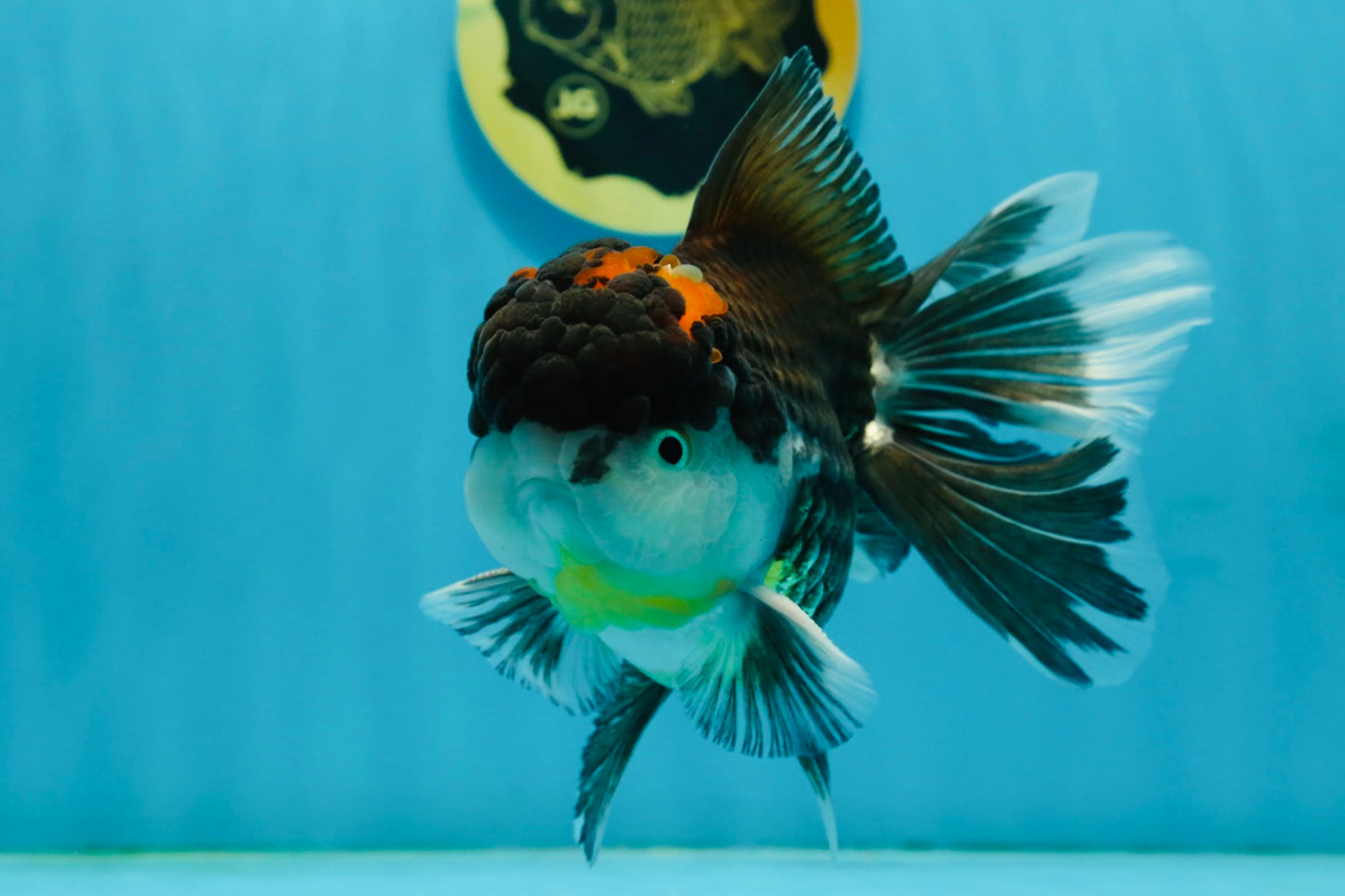 A Grade Tricolor Oranda Male 5.5 inches #120624OR_06