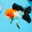 A Grade Tricolor Oranda Male 4.5inches #0920OR_27