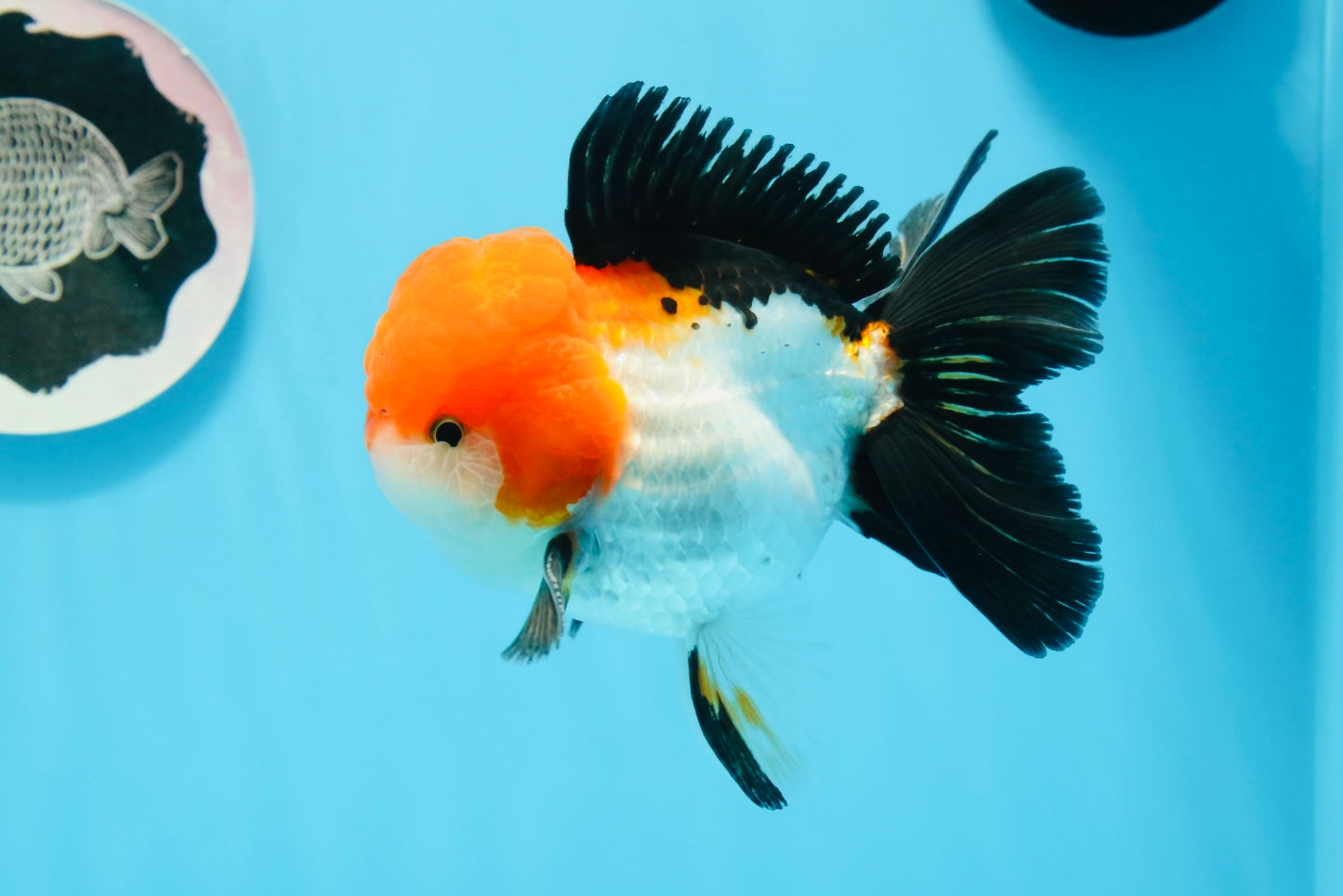 A Grade Tricolor Oranda Male 4.5inches #0920OR_27