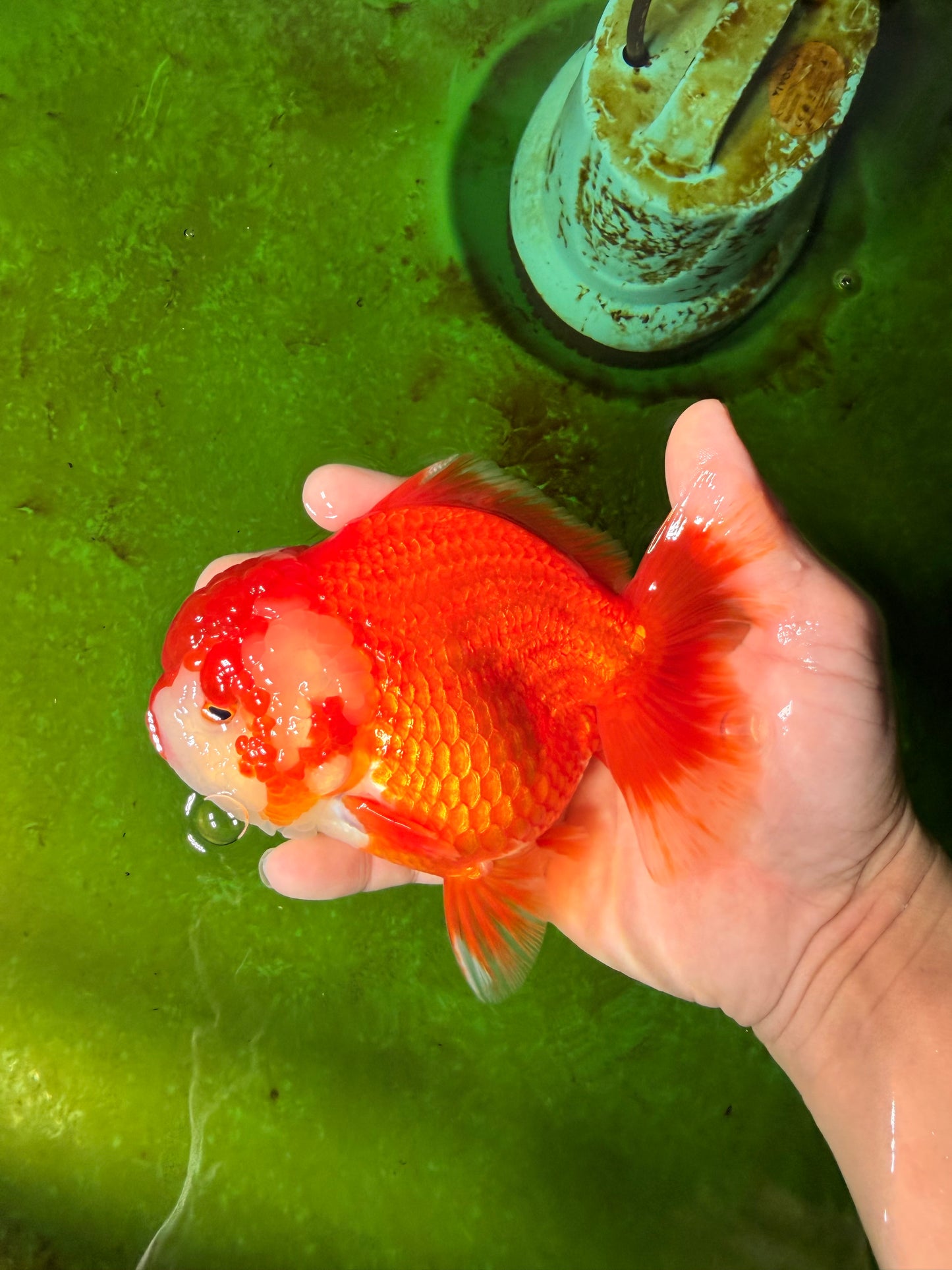 CHUBBY AAA Grade Red White Yuanbao Female 5.5 inches #041026YB_23