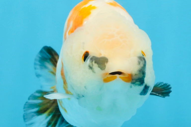 A Grade Tricolor LionKing 5-5.5 inches #112125LC_01