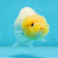 Lemonhead Lionchu Male 3.5-4 inches #0927LC_09