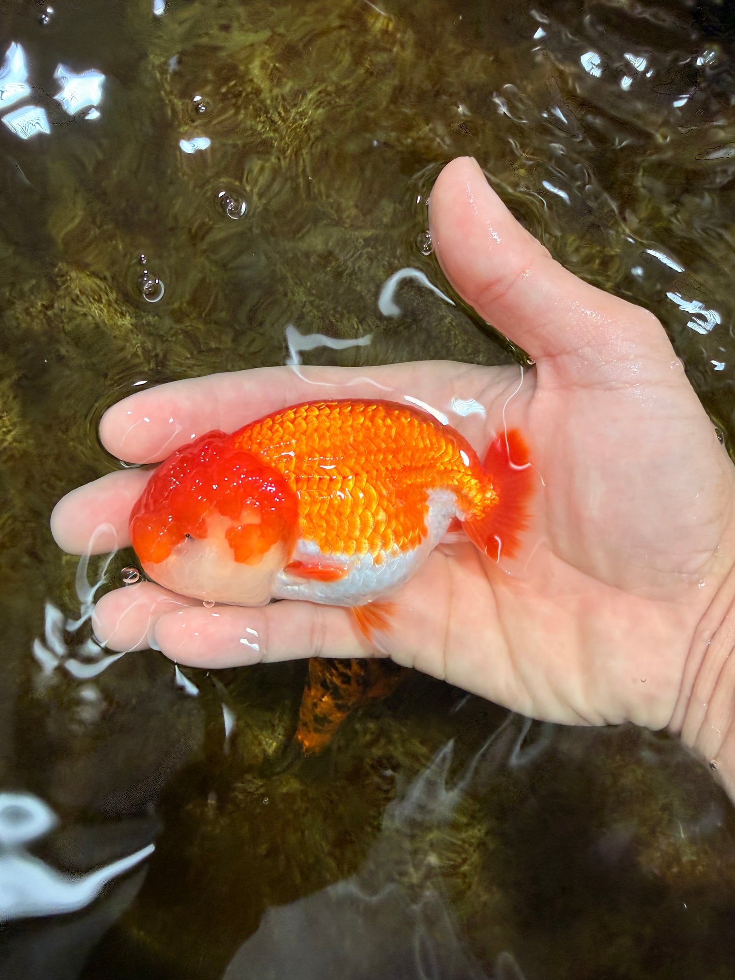 AAA Grade Red White LionQueen 4 inches #112825LC_02