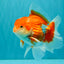 A Grade Red White Oranda Male 5.5  inches #073126OR_10