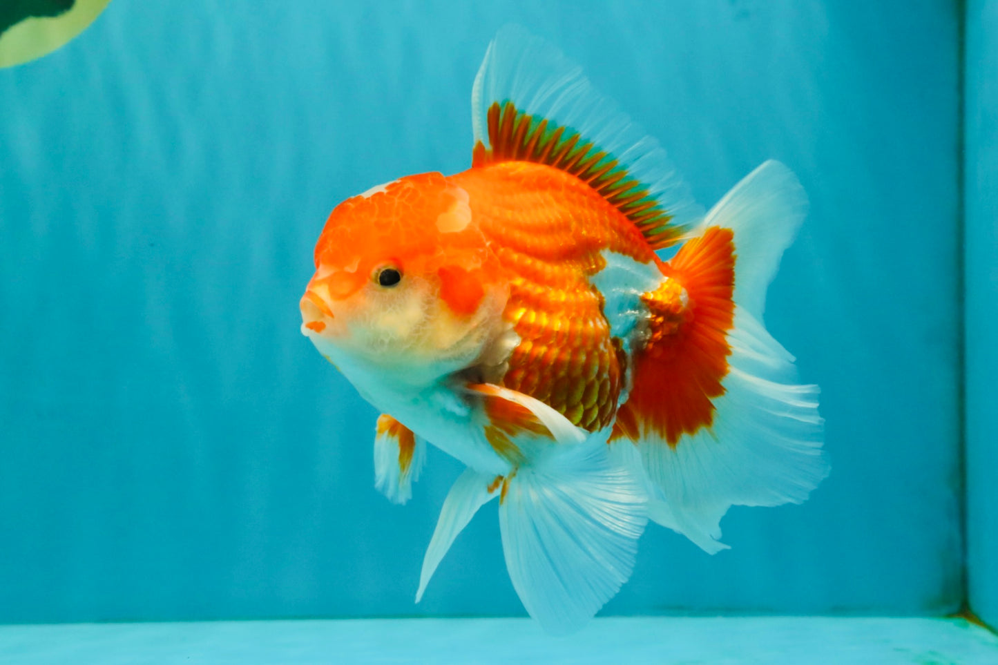 A Grade Red White Oranda Male 5.5  inches #073126OR_10