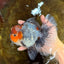 A Grade Calico Kirin Oranda Male 6-6.5 inches #121925OR_12