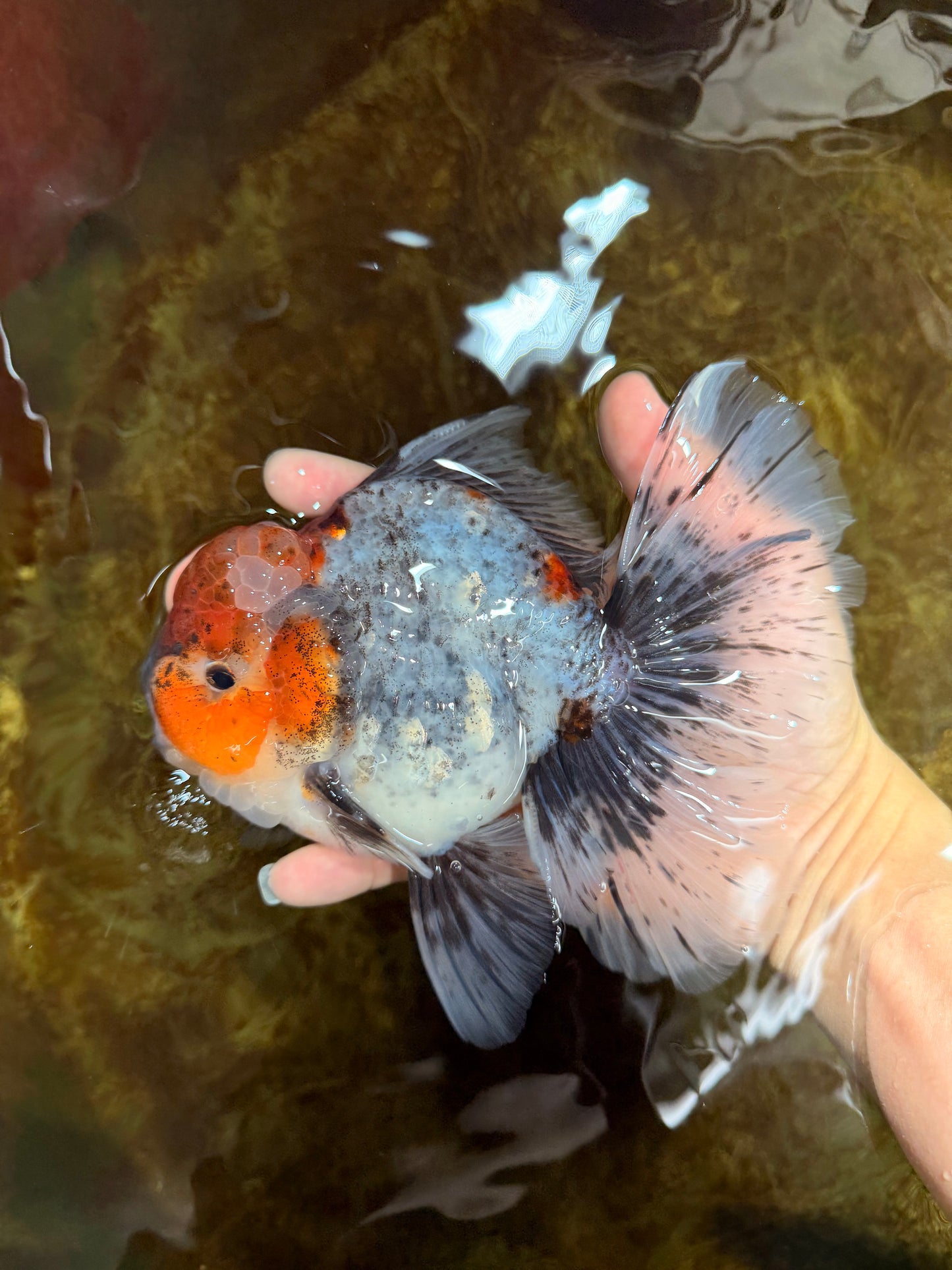 A Grade Calico Kirin Oranda Male 6-6.5 inches #121925OR_12