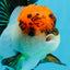 Tricolor Oranda Female 4.5 inches #0920OR_30