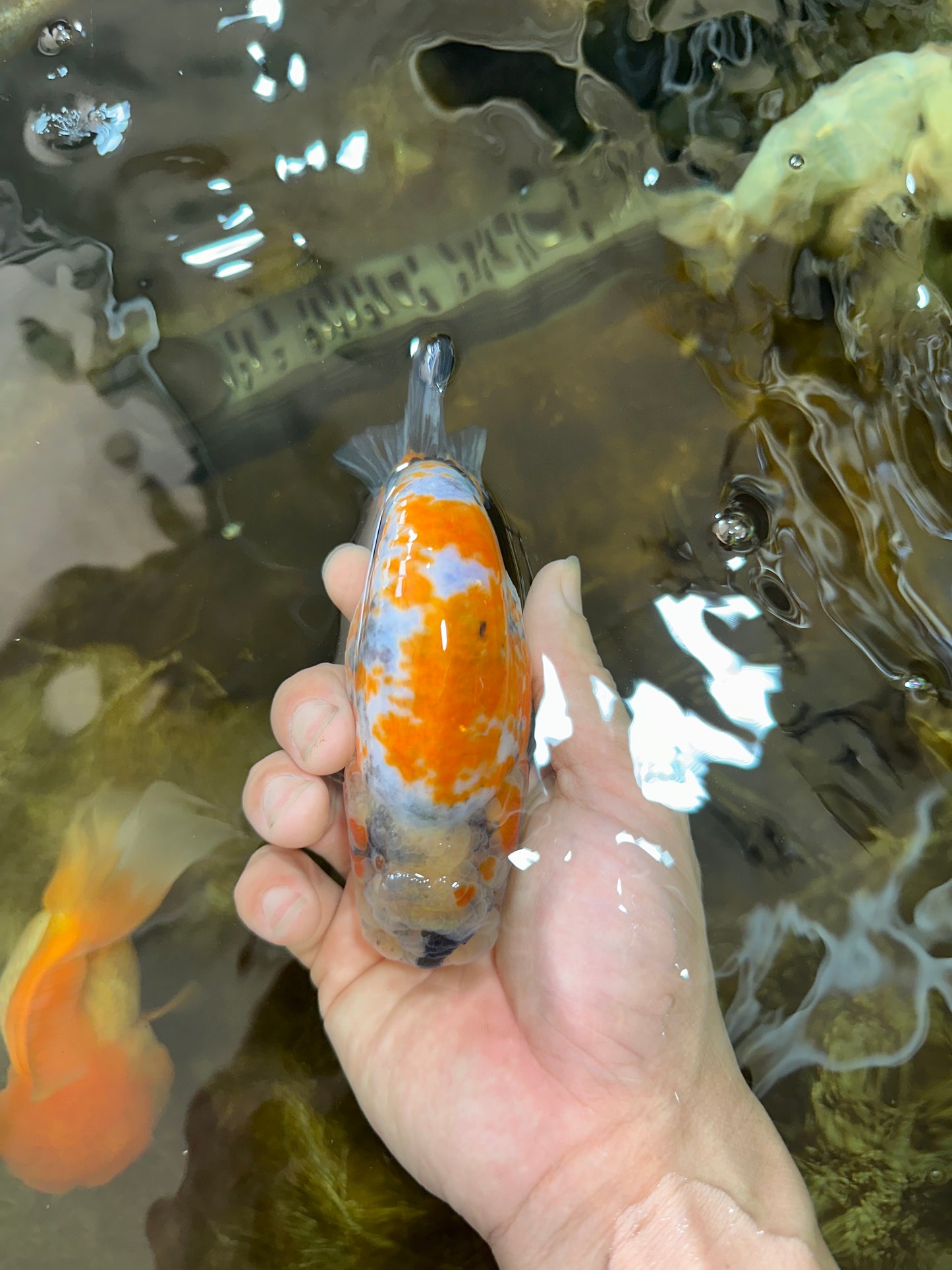 A Grade Chubby Tricolor Marble LionKing 4.5-5 inches #071125LC_04