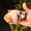 Cow Chinese Ranchu Female 5.5 inches #032026RC_29