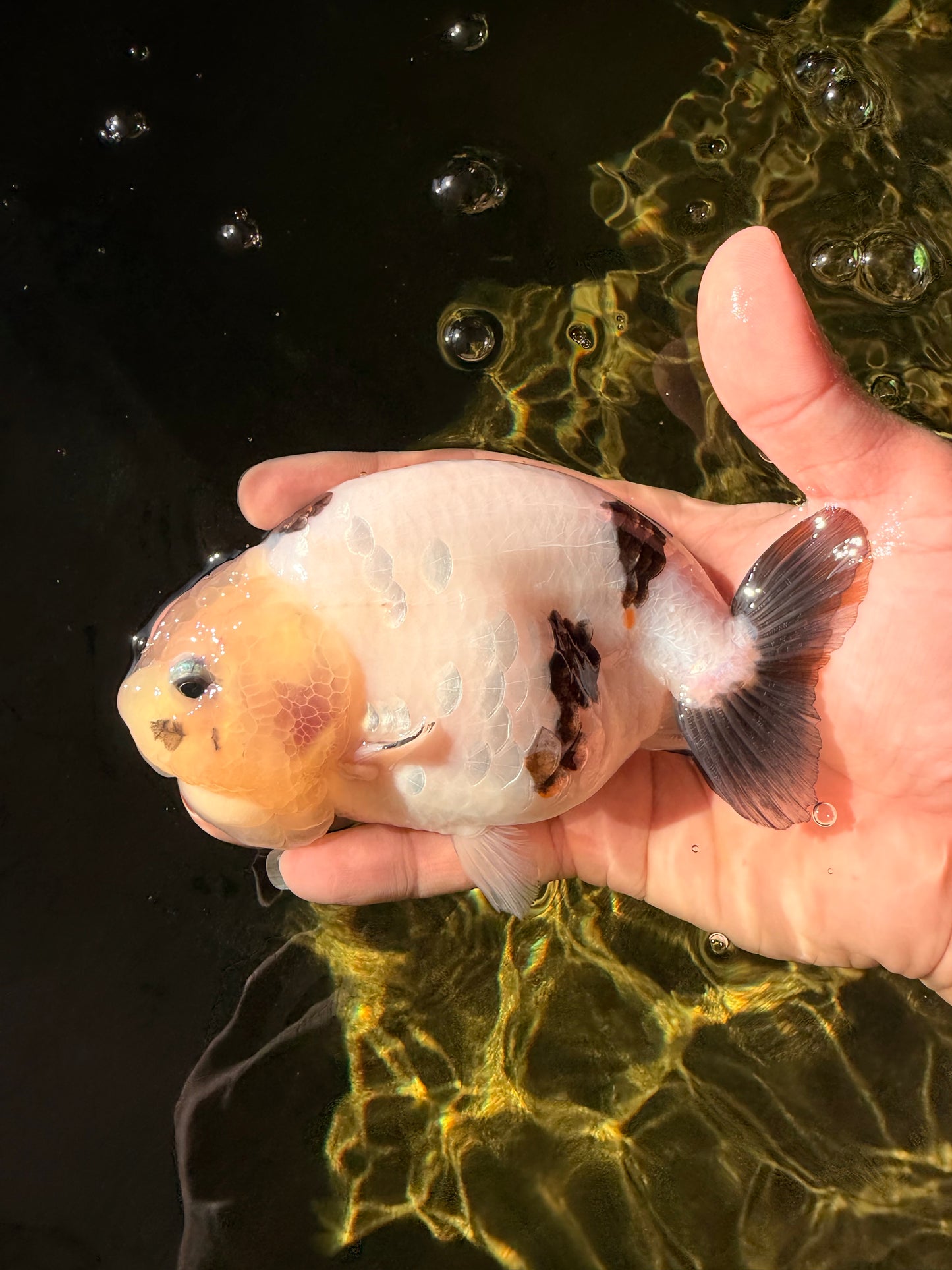 Cow Chinese Ranchu Female 5.5 inches #032026RC_29