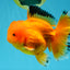 A Grade Orange Juice Oranda Male 5.5-6 inches #040326OR_17
