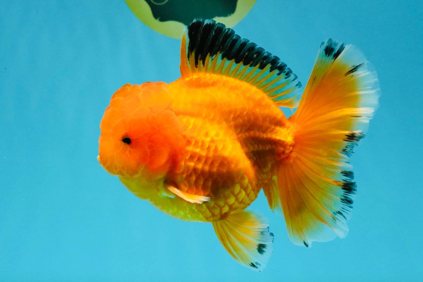 A Grade Orange Juice Oranda Male 5.5-6 inches #040326OR_17