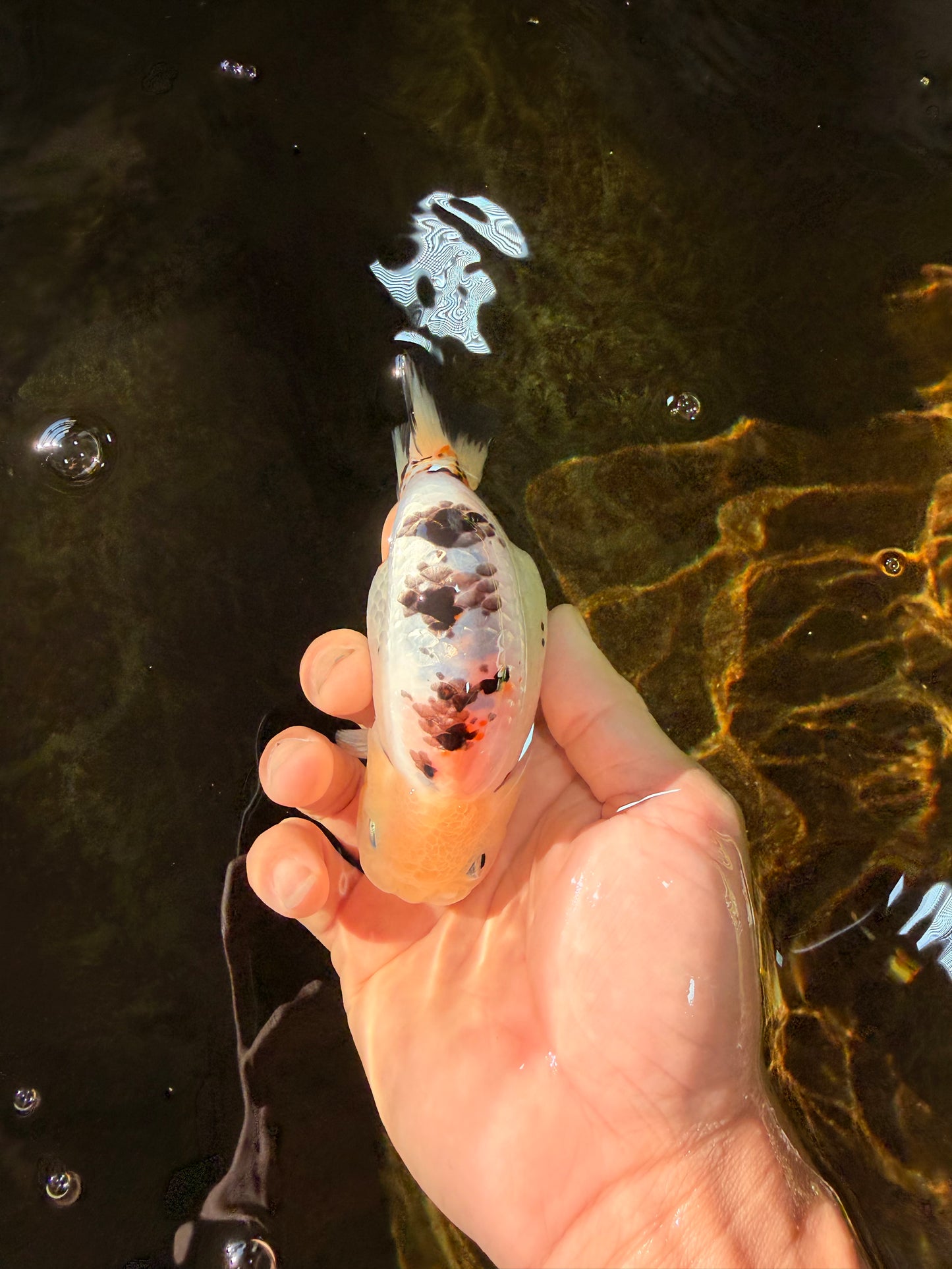 UNIQUE A Grade Chinese Cow Ranchu Female 4.5 inches #102425RC_05