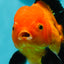 A Grade Apache (Black Orange) Oranda Male 5.5 inches #110124OR_09