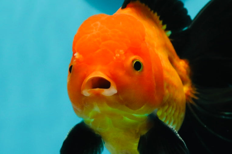 A Grade Apache (Black Orange) Oranda Male 5.5 inches #110124OR_09