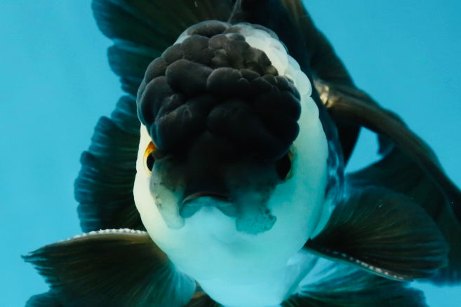 A Grade Panda Oranda Male 5 inches #050225OR_09