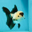 AAA Grade Panda Button Eyes Oranda Female 5.5 inches #1011OR_06