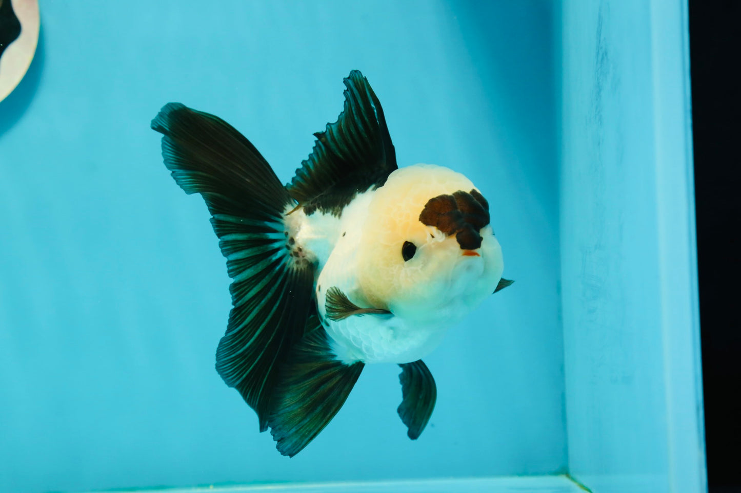 AAA Grade Panda Button Eyes Oranda Female 5.5 inches #1011OR_06