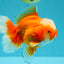 CHONKY AAA Grade Jade Head Red White Oranda Male 6 inches #030626OR_18
