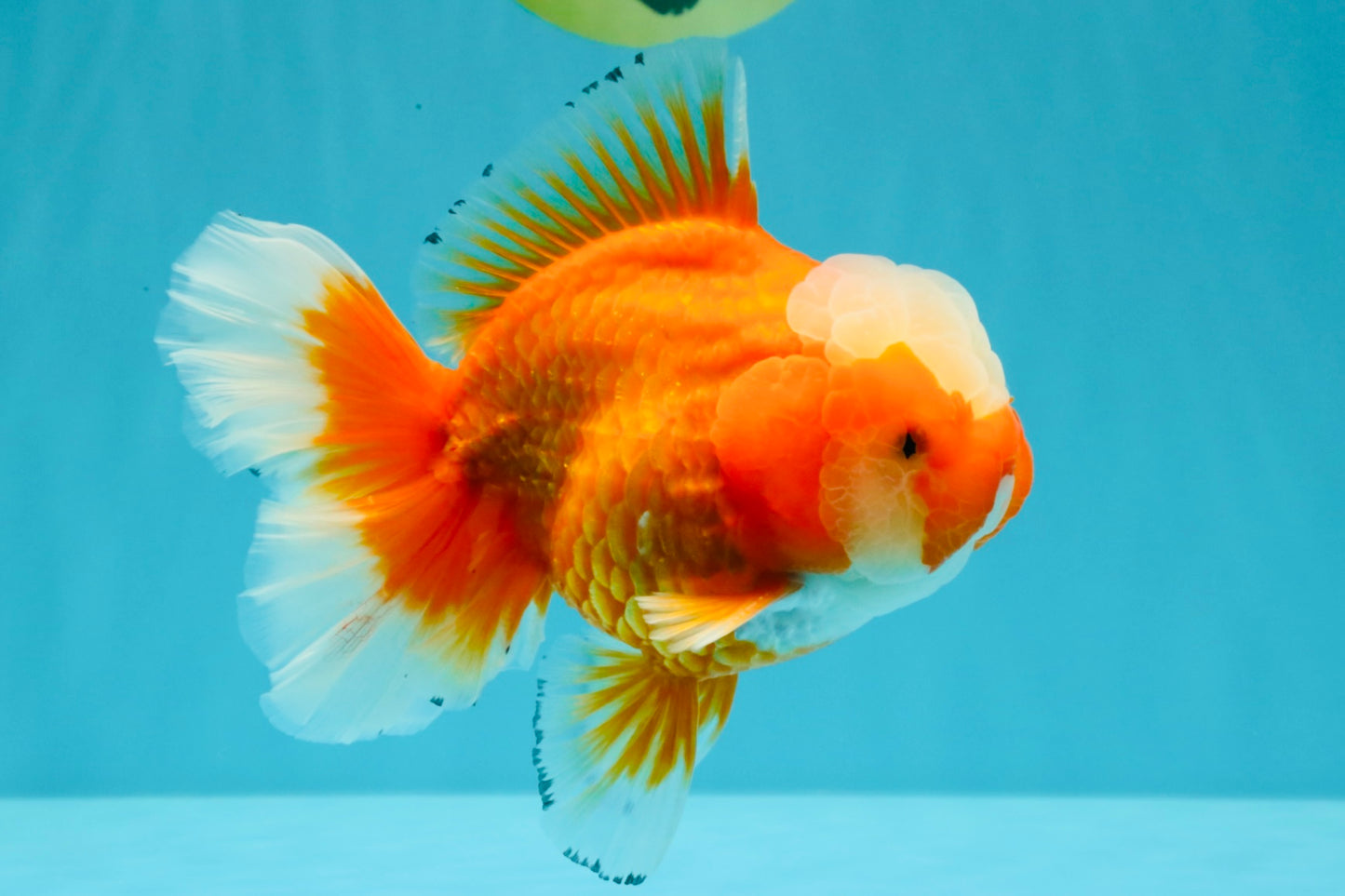 CHONKY AAA Grade Jade Head Red White Oranda Male 6 inches #030626OR_18