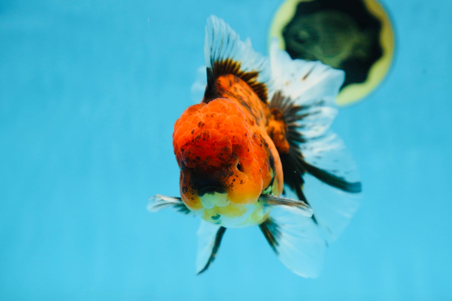A Grade UNIQUE Tiger Oranda Male 5.5 inches #091225OR_11