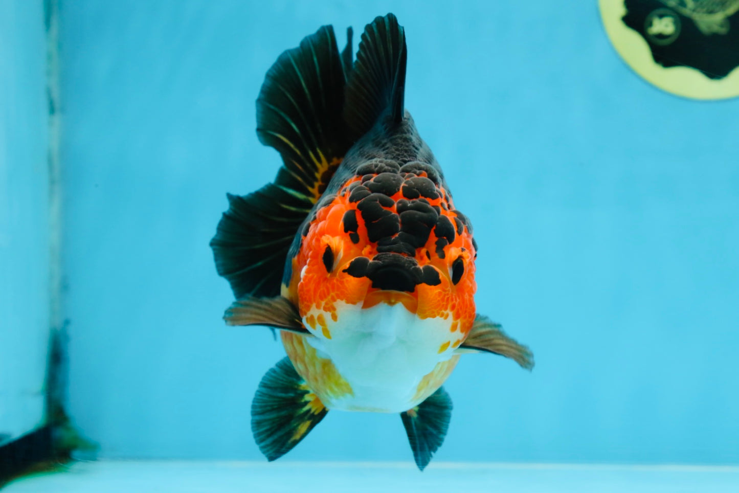 A Grade SPECIAL Apache Yuanbao Female 5.5 inches #100325YB_04