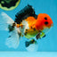 A Grade Tricolor Button Eyes Oranda Male 5 inches #080825OR_07