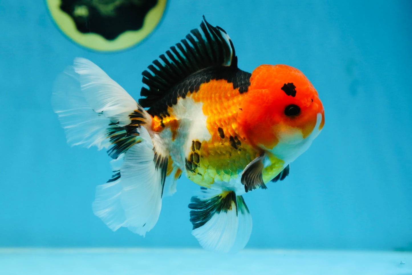 A Grade Tricolor Button Eyes Oranda Male 5 inches #080825OR_07