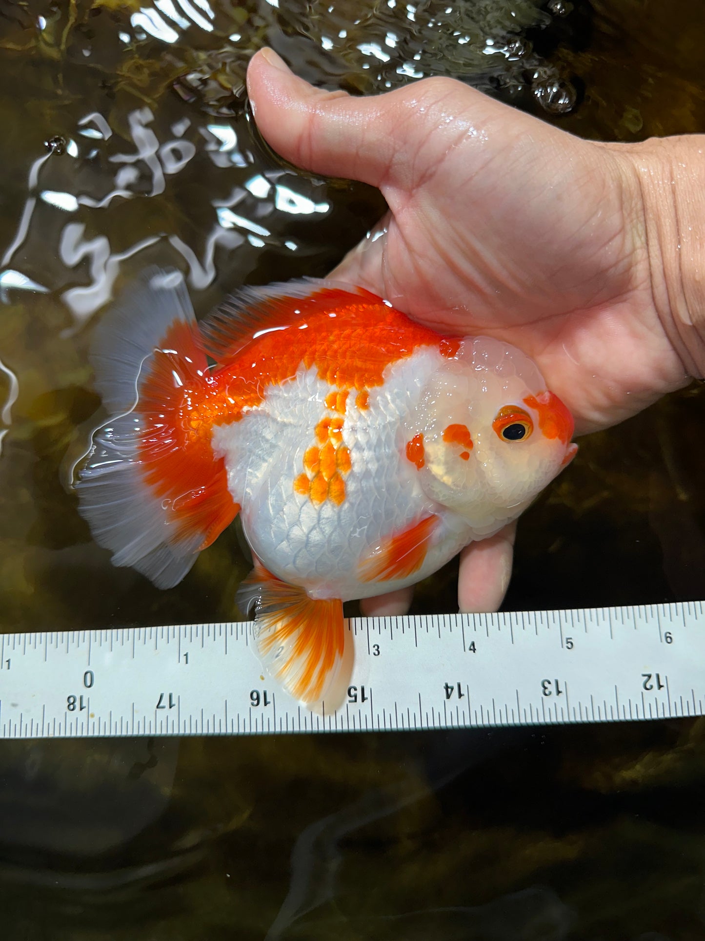 Red White Yuanbao Female 5 inches #091925YB_21