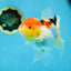 A Grade Chubby Cheeks Tricolor Oranda Female 5.5 inches #081525OR_16