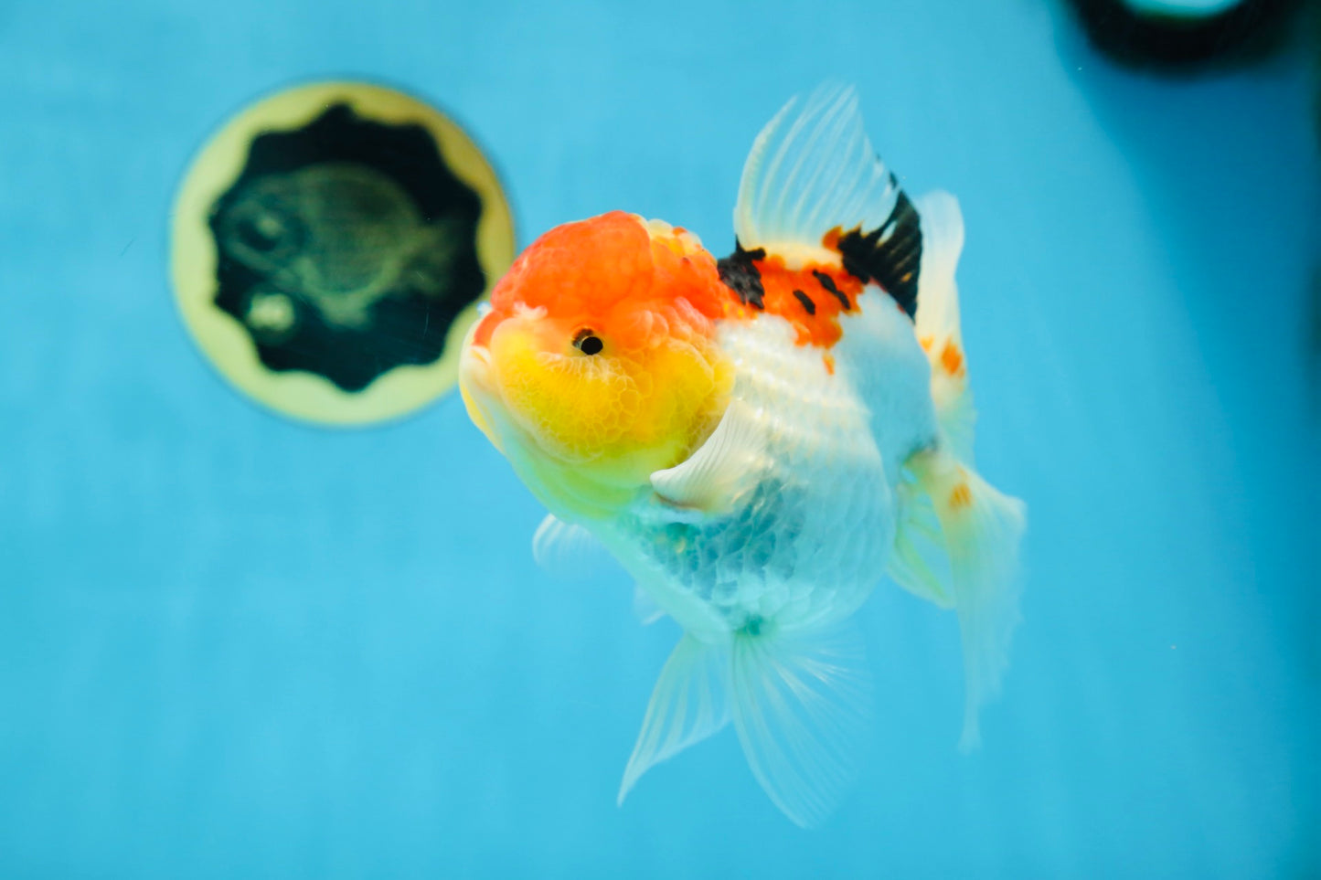 A Grade Chubby Cheeks Tricolor Oranda Female 5.5 inches #081525OR_16