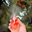 A  Grade Kohaku Red White Oranda Male 5.5-6 inches #082126OR_06