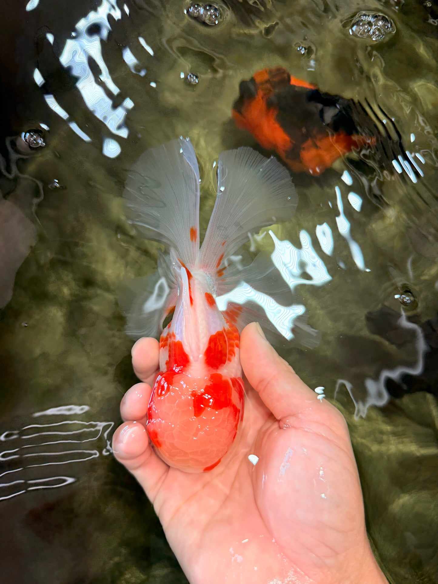 A  Grade Kohaku Red White Oranda Male 5.5-6 inches #082126OR_06