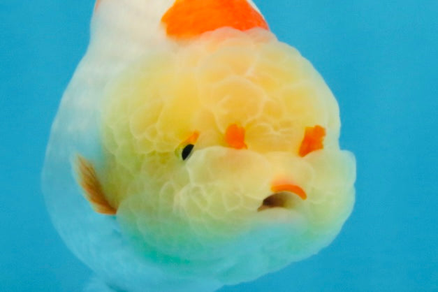 AAA Grade Pompom Kohaku LionQueen 4-4.5 inches #103125LC_19