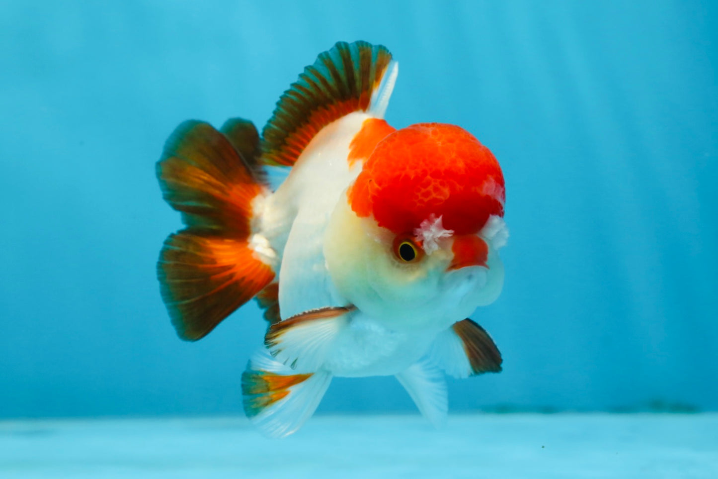 A Grade Pompom Tricolor Yuanbao Male 4 inches #071125YB_17