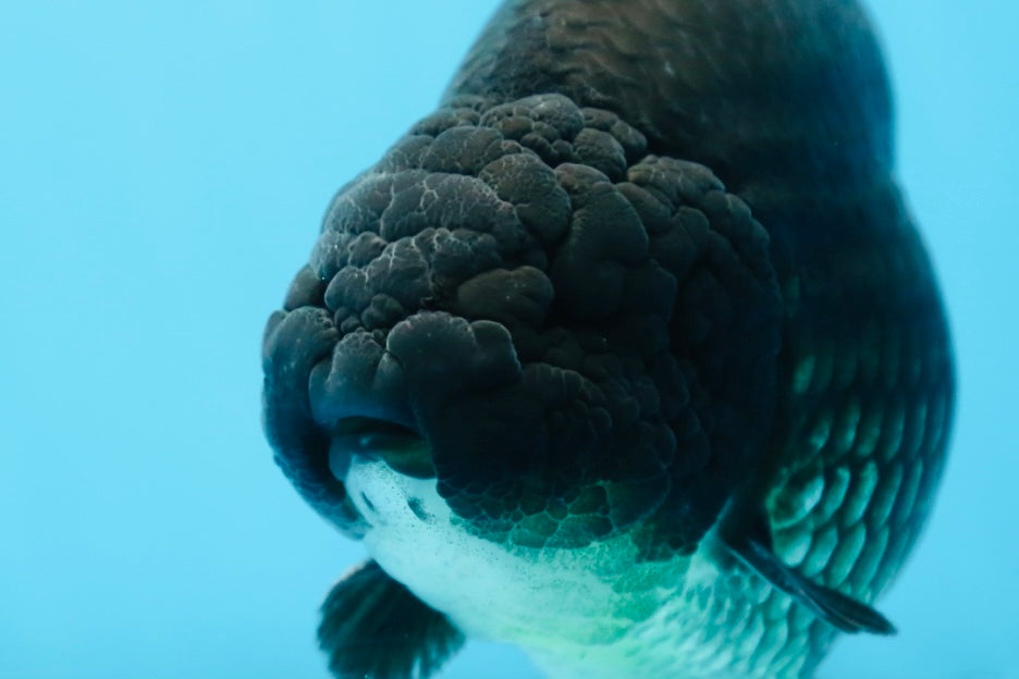 AAA Grade SPECIAL Kingkong Black Ranchu Male 5.5-6 inches #091225RC_03