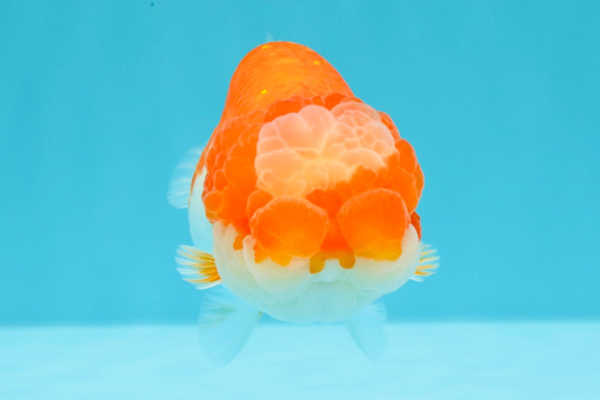 UNIQUE A Grade Jade Head Red White LionQueen 4 inches #030626LC_05