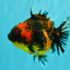 A Grade Tiger Oranda Female 5-5.5 inches #073126OR_20