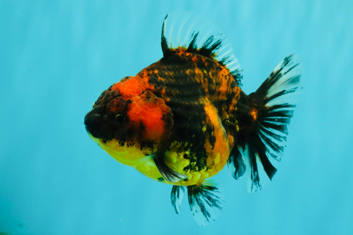 A Grade Tiger Oranda Female 5-5.5 inches #073126OR_20