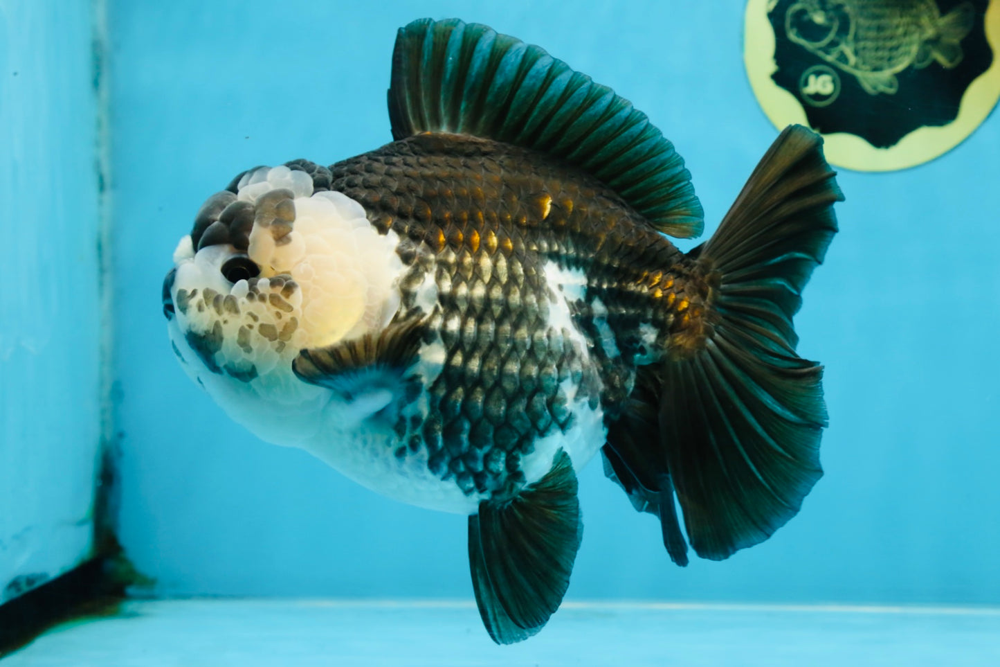 AAA Grade FLUFFY Panda Yuanbao Female 6-6.5 inches #100325YB_05