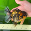 AAA Grade Young Godzilla Tiger Oranda Female 5  inches #0510OR_16