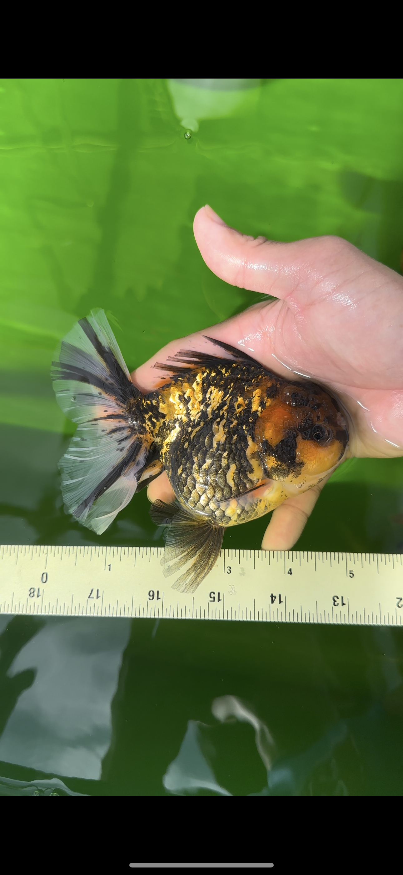 AAA Grade Young Godzilla Tiger Oranda Female 5  inches #0510OR_16