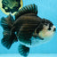 A Grade Pompom Panda Oranda Female 6 inches #101725OR_31