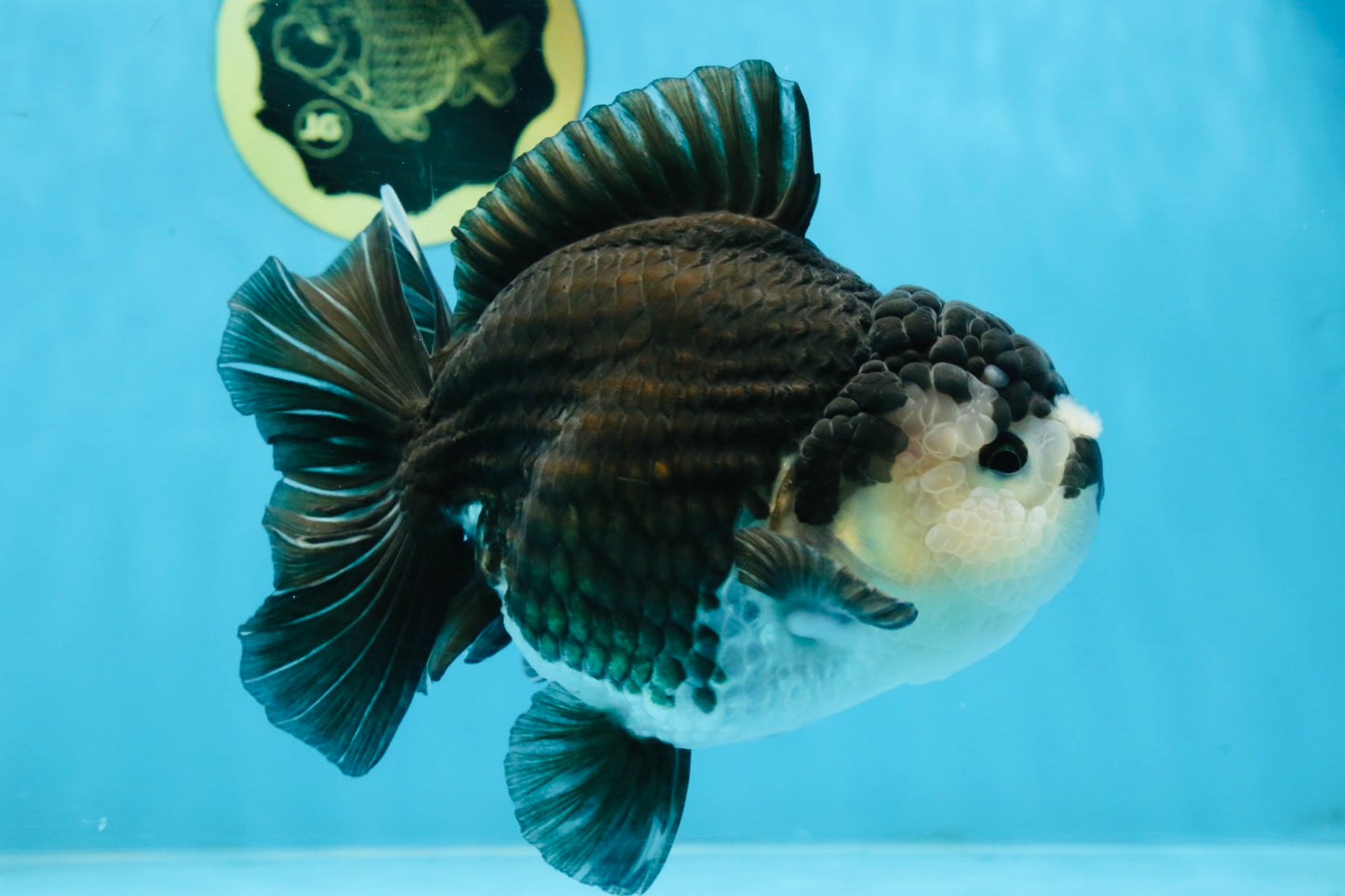 A Grade Pompom Panda Oranda Female 6 inches #101725OR_31