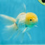 White Oranda Male 5.5 inches #052325OR_04